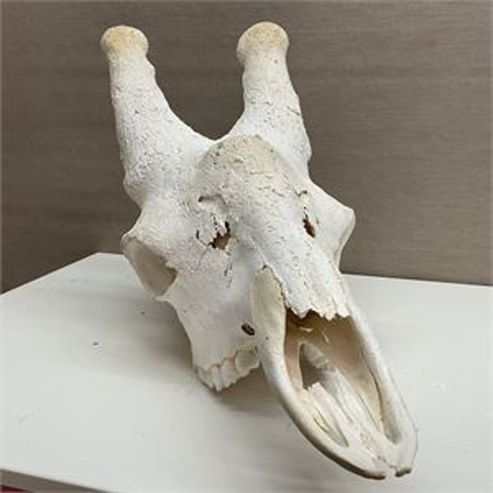 Authentic Massive South African Giraffe Skull Taxidermy Safari ~28" Long!